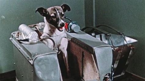 Laika La Triste Historia De La Perra Que Fue Enviada A Morir Al Espacio