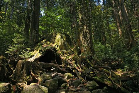 Yakushima National Park: The Complete Guide