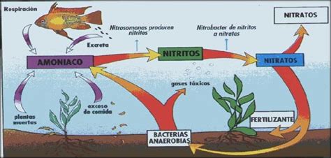 Diagrama Del Ciclo Del Nitrogeno