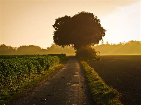 Free Images Landscape Tree Nature Forest Grass Horizon Light