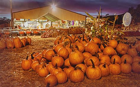 Bay Area Pumpkin Patch Guide