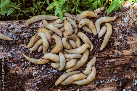 Colony of garden slugs on a rotten wood log. Garden pests. Stock Photo | Adobe Stock