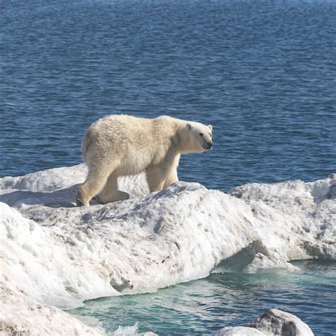 Polar Bear On Pack Ice Wrangel Island 2018 Graham Boulnois