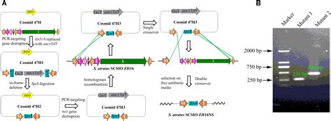 Frontiers Genome Sequencing Of Streptomyces Atratus Scsiozh16 And