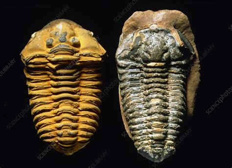 Trilobite fossils - Stock Image - E442/0472 - Science Photo Library