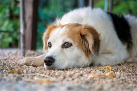 What Is Whipworm In Dogs Causes Treatment And Prevention Our Local