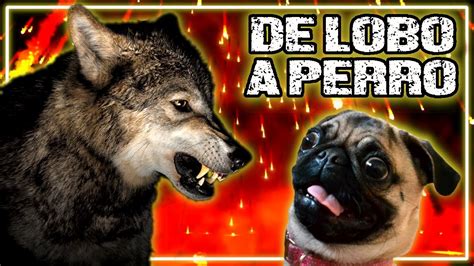 De Lobo A Perro Una Historia De Evoluci N Canis Lupus Familiaris