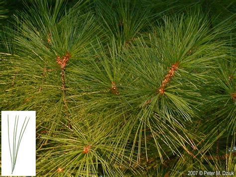 Pinus Strobus White Pine Minnesota Wildflowers