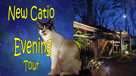 Moonlit Whiskers Unveiling The Nocturnal Mystique Of A CATIO Home