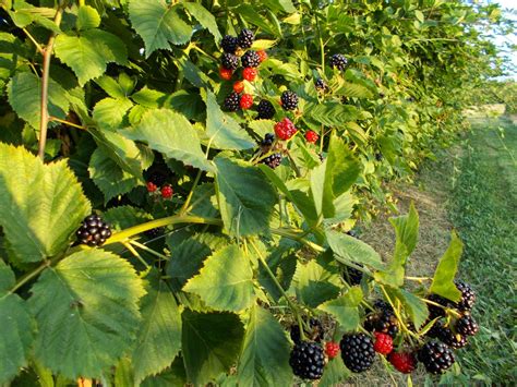 Thornless Raspberry Plants Varieties