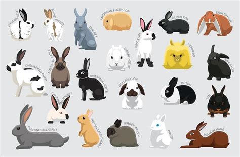 Exploring Rabbit Breeds How To Choose And Care For Your Perfect Bunny