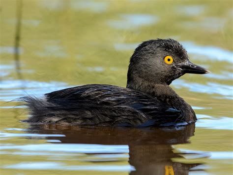 Checklist Endemic Birding in Cuba | Tours in Havana