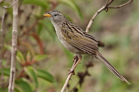 Coludo Colicuña Wedge Tailed Grass Finch De Salvador Solé Soriano