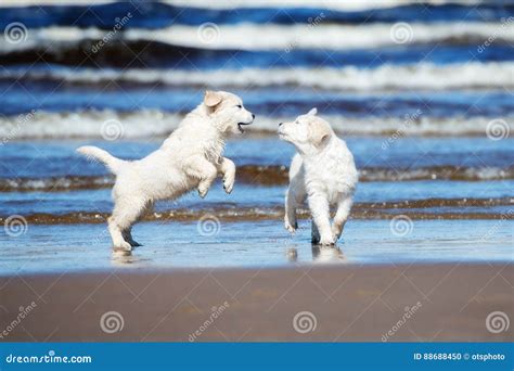 Two Golden Retriever Puppies on a Beach Stock Photo - Image of jump ...