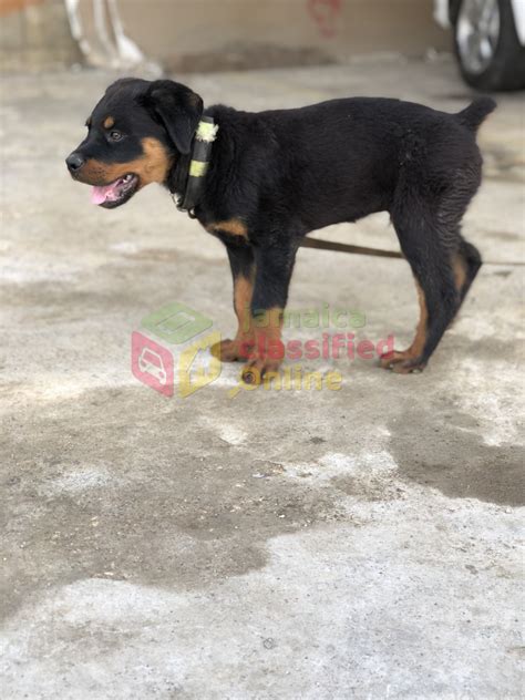 For Sale: Rottweiler Puppy (purebred) - Mona
