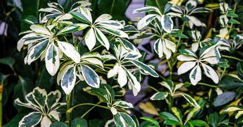 How To Propagate Umbrella Plants Schefflera From Cuttings