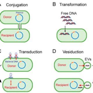 conjugation transformation transduction  vesiduction