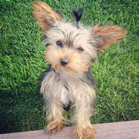 Why Do Some Yorkies Have Floppy Ears
