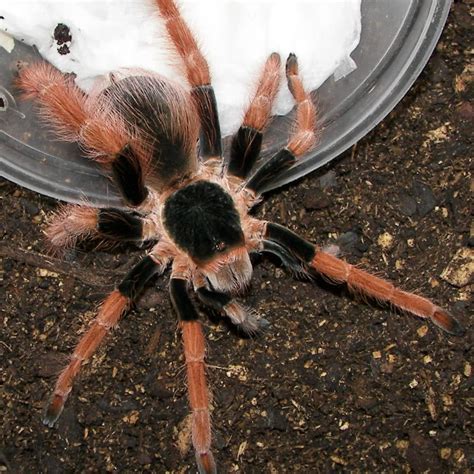 Colombian Giant Tarantula (Redleg): Behavior, Habitat, Care, Health ...