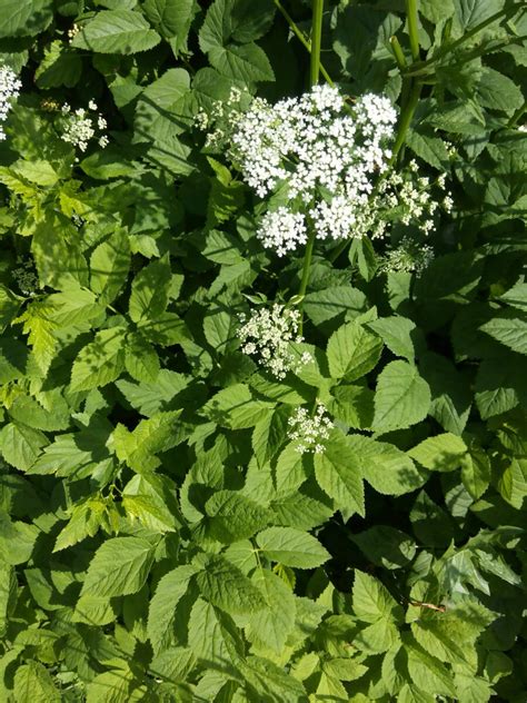 Трава сныть (145 фото) - фото - картинки и рисунки: скачать бесплатно