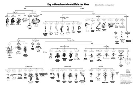 Macroinvertebrate Impacts Anth65