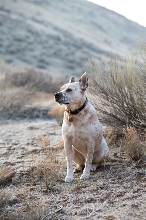 Here's my beautiful dog, Finn! He's a red heeler and pit mix. : r ...