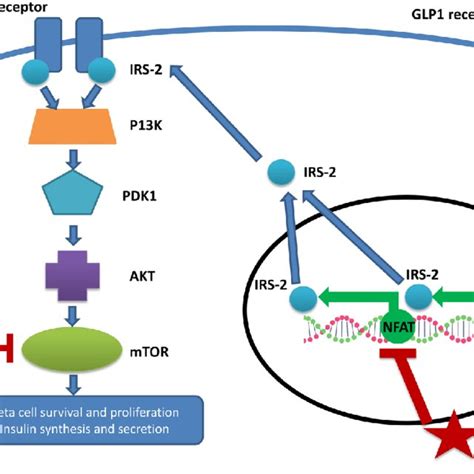 Mtori And Cni Affect The Insulin Signalling Cascade Irs Insulin