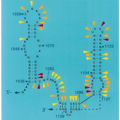 In Vitro Rnase H Cleavage Pattern Of A Selected Domain Of Rat S Rrna