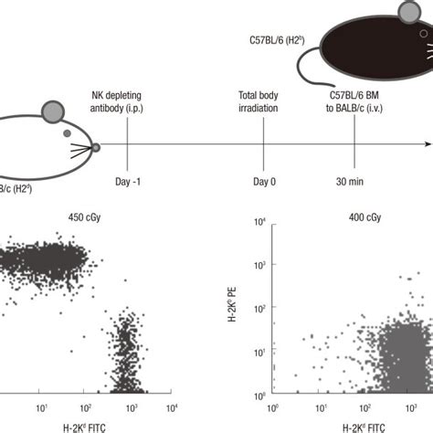 Transferable Tolerance To Bone Marrow Donor Balbcrag2 Mice Were