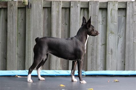 Variety Colours Rat Terrier Club Of Canada