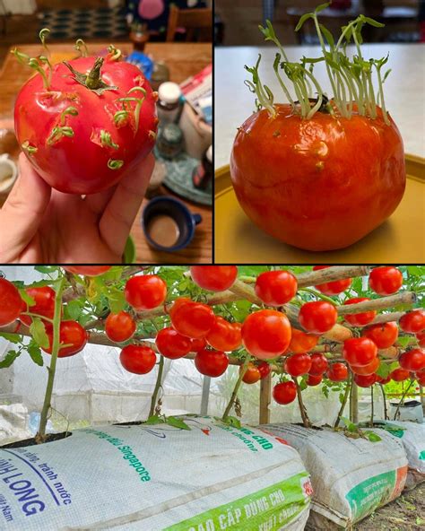 Un Guide Complet Pour Cultiver Des Tomates La Maison Dans Des Sacs De