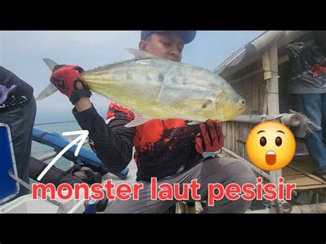 Ganasnya Ikan Talang Talang Di Laut Pertamina YouTube