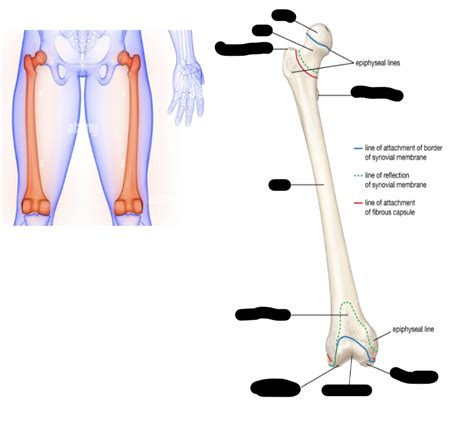 Femur Bone Diagram | Quizlet