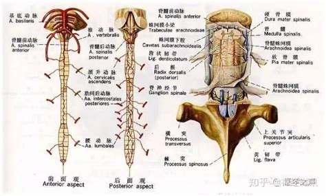 解剖 最全神经系统解剖图来了，每个医生都该看看 知乎