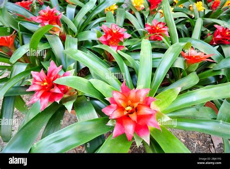 Group of red bromeliads Stock Photo - Alamy