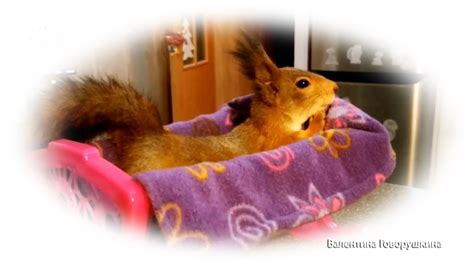 Колыбельная для белочек. - YouTube