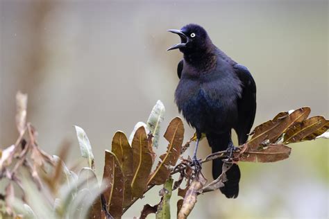mor kiskal quisculastonei ebird