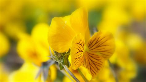 Fondos De Pantalla Luz De Sol Naturaleza Flores Amarillas Campo