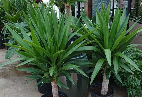 How to grow and care a yucca plant as an indoor plant – GetGoldoon