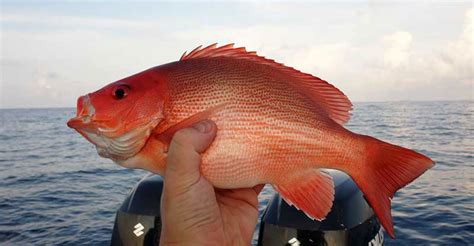 6 Jenis Ikan Kakap Yang Sering Ditemukan Di Indonesia PintarPet