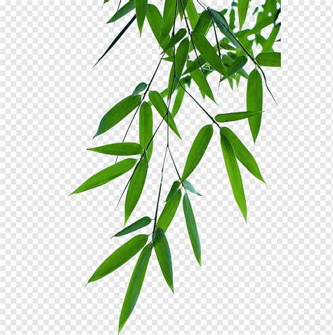 Bamboo Leaves Effect Leaf Bamboo Bamboo Forest Png PNGWing