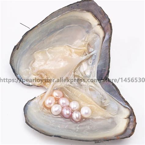 Pearls Na P Rola De Gua Doce Oyster Mm Tamanho Natural Cor Gota