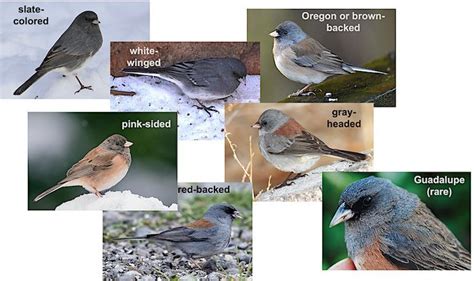 Dark-eyed junco (Junco hyemalis) subspecies & color variations | Types ...