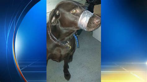 Woman Accused Of Duct Taping Dogs Mouth Shut Appears In Court