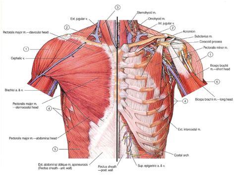 Muscle Pectoral Muscu Maison