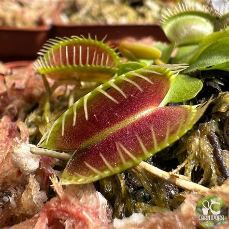 Dionaea Muscipula B52 X B52