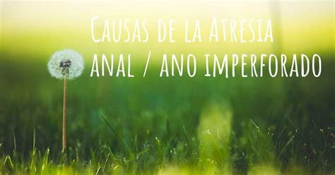 Cuales Son Las Causas De La Atresia Anal Ano Imperforado