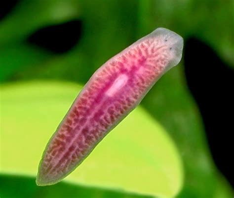 Planaria Si Cacing Pipih Pemakan Daging Generasi Biologi