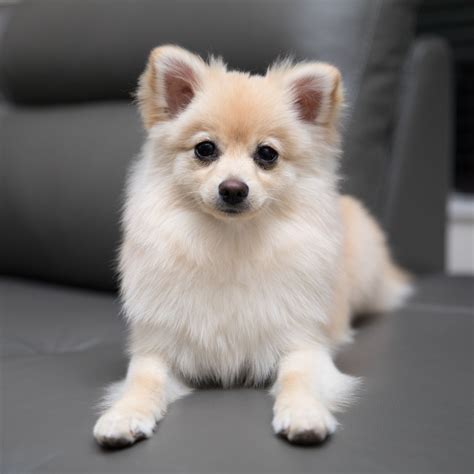 Pomeranian Puppy Mix