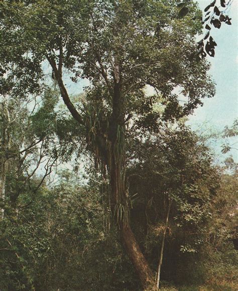 Alchornea Glandulosa Fotos Ache Tudo E Regi O